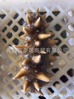 【现货供应 海参 即食刺参 海鲜水产品干海参 规格齐全 【图】】价格,厂家,图片,软体类,青岛富豪源商贸-