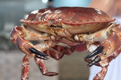 低至6.8折！彻底被启东这家蒸汽海鲜店'蒸'服！