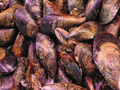 海鲜素描 海洋深处的艺术灵感